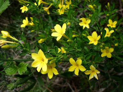 Jasminum fruticans